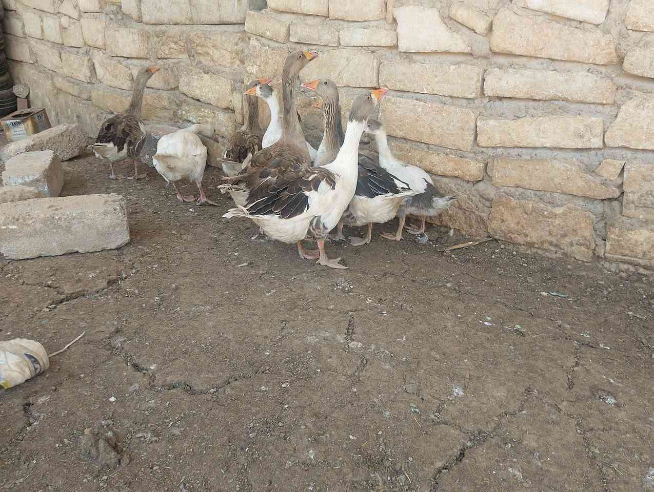 سلام عليكم للبيع قازات انضاف خشنات صحه نشاط فول بي صوصي غير سعر اشراي يتصل على الراقم ***********
‏‪***********‬‏
