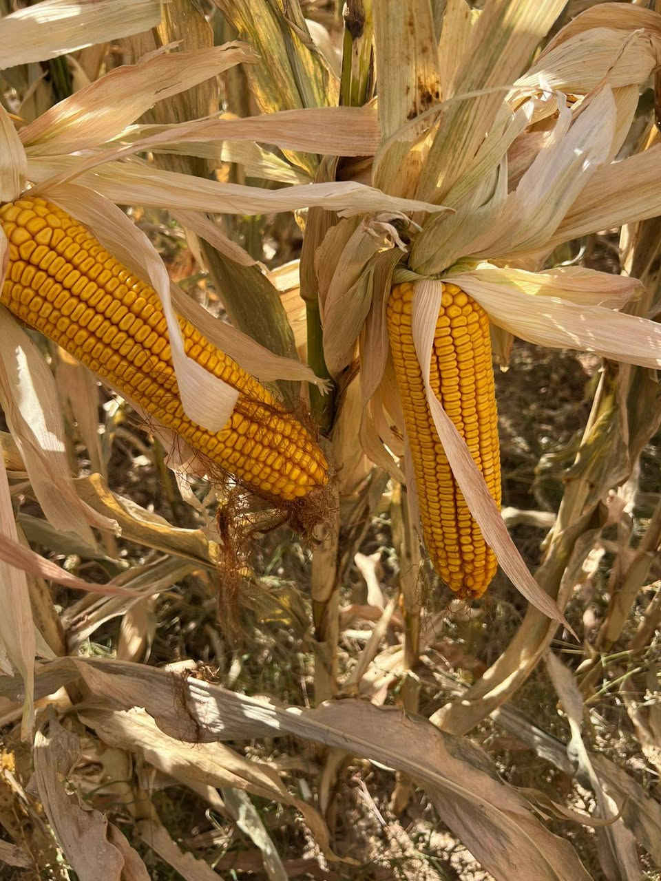 🌽 بذور الذرة الهجين: الإنتاجية القصوى 🌽
​للمزارعين الباحثين عن التميز وأعلى عوائد المحصول، نقدم لكم بذور الذرة التركية المطورة (جيل أول) من أصناف ALFURAT و SAGUNTO:
​🌽 الوزن المثالي للعرنوس: تمتاز هذه الهجن بإنتاج عرانيس ثقيلة الوزن تتراوح بين 350 إلى 500 غرام عند النضوج التام.
​🌽 منشأ تركي عالمي: بذور مستوردة ومسجلة رسمياً لدى وزارة الزراعة التركية كجيل أول (Certified Seed 1st Generation) لضمان أعلى كفاءة وراثية.
​🌽 مواصفات الأصناف: نوفر صنف ALFURAT المتميز وصنف SAGUNTO كما هو موضح في صور المنتج النهائي.
​🌽 وقاية وإنبات مضمون: البذور معالجة بمبيدات فطرية متطورة (Metalaxyl & Fludioxonil) لحماية البادرات في مراحلها الأولى وضمان أعلى نسبة إنبات.
​🌽 كثافة العبوة: يحتوي الكيس الواحد على 50,000 بذرة نقية، معبأة وفق المعايير الدولية ومنظمة الـ OECD لضمان تجانس الحقل وقوة الساق.
​للطلب والاستفسار:
📞 رقم الهاتف: ***********
📱 واتساب: ***********0
