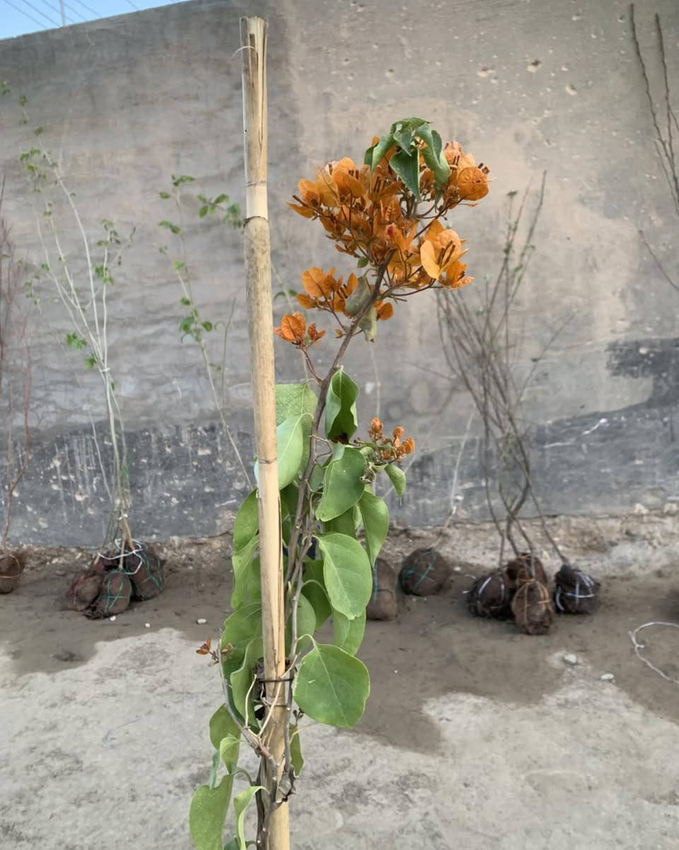 #متسلق #جهنميه #ونسرين


**إذا كنت صاحب هذا الإعلان وتريد حذفه لأي سبب، رجاءا أرسل رسالة إلى الدعم الفني**