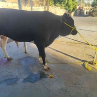 ذبح عجل • الطارمية السلمان • لا توصيل