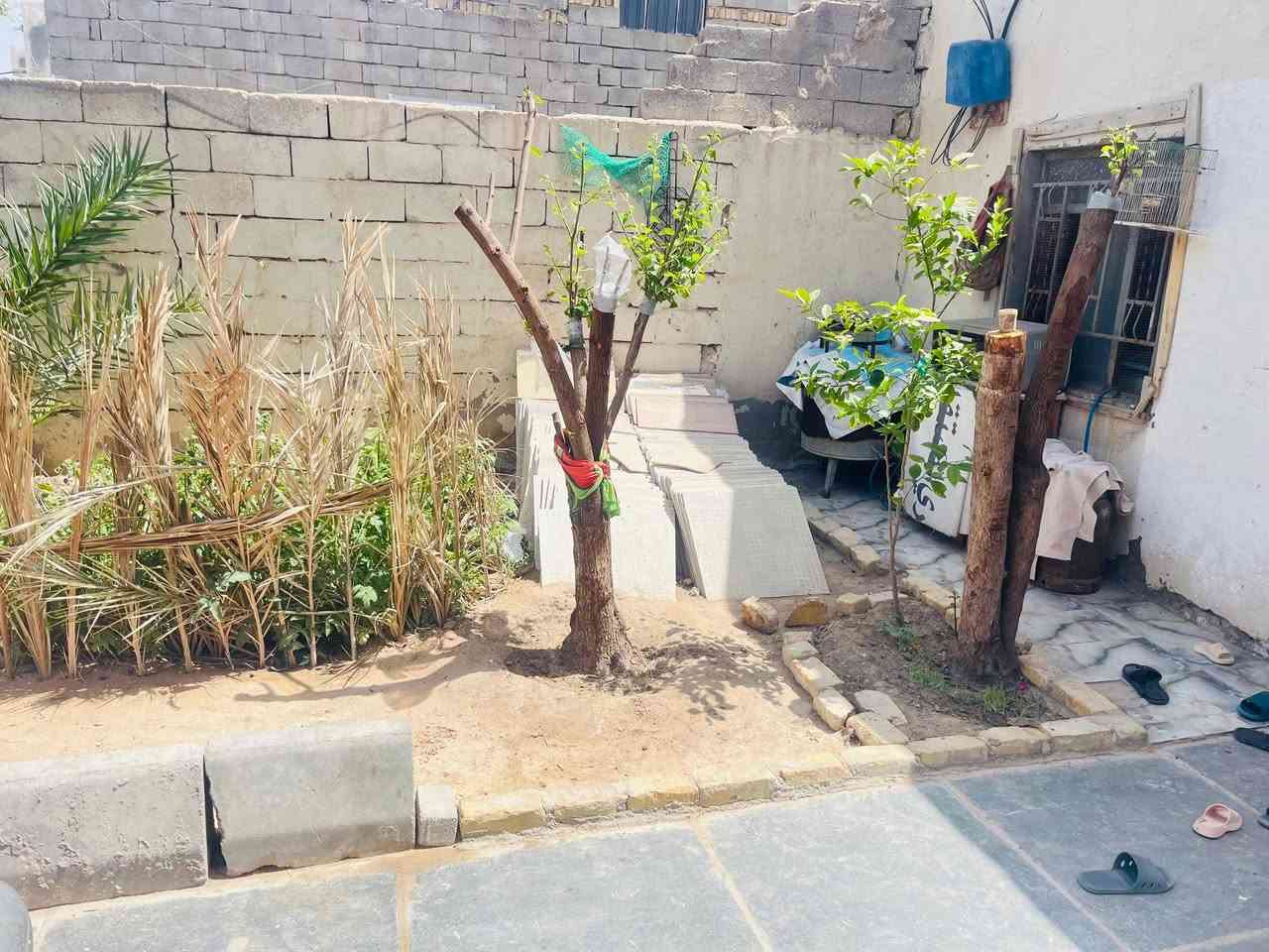 سلام عليكم بيت للبيع يحتوي على غرف 2 ودوانيه واكو مجال هيكل للدوانيه يصير بي 3 غرف ودوانيه وهول ومطبخ وحمامات وحديقه امام البيت وخلف البيت مساحه الكليه 350 العقار  زراعي
سلام عليكم بيت للبيع يحتوي على غرف 2 ودوانيه واكو مجال هيكل للدوانيه يصير بي 3 غرف ودوانيه وهول ومطبخ وحمامات وحديقه امام البيت وخلف البيت مساحه الكليه 350 العقار  زراعي
سگف مالته عگاعده السطح ما يخر ابد
كراج جبير يشيل 3 سيارات وامام البيت ساحه جبيره بيهه مواكب يعني البيت ما مضايق بس مو من ضمن البيت 
وبصف البيت الك مترين يبعد عن شارع العام اقل من 200 متر السعر 30 وبي مجال للشراي لمو شراي لا يتصل 
الرقم ***********
 العنوان البصره الهارثه حي المرتضى
