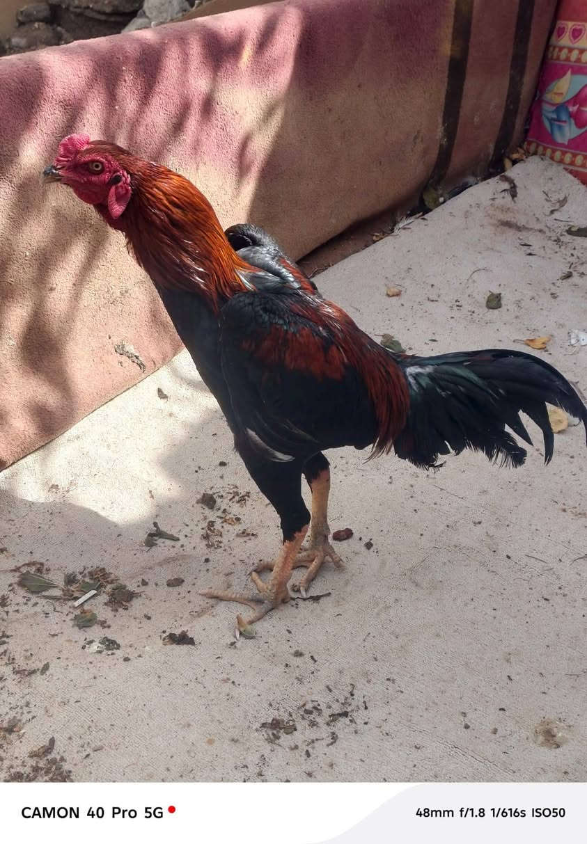 ديج هراتي للبيع العمر ١٠ اشهر مكاني الفهود رقمي ***********سعر ٤٠ بي مجال
