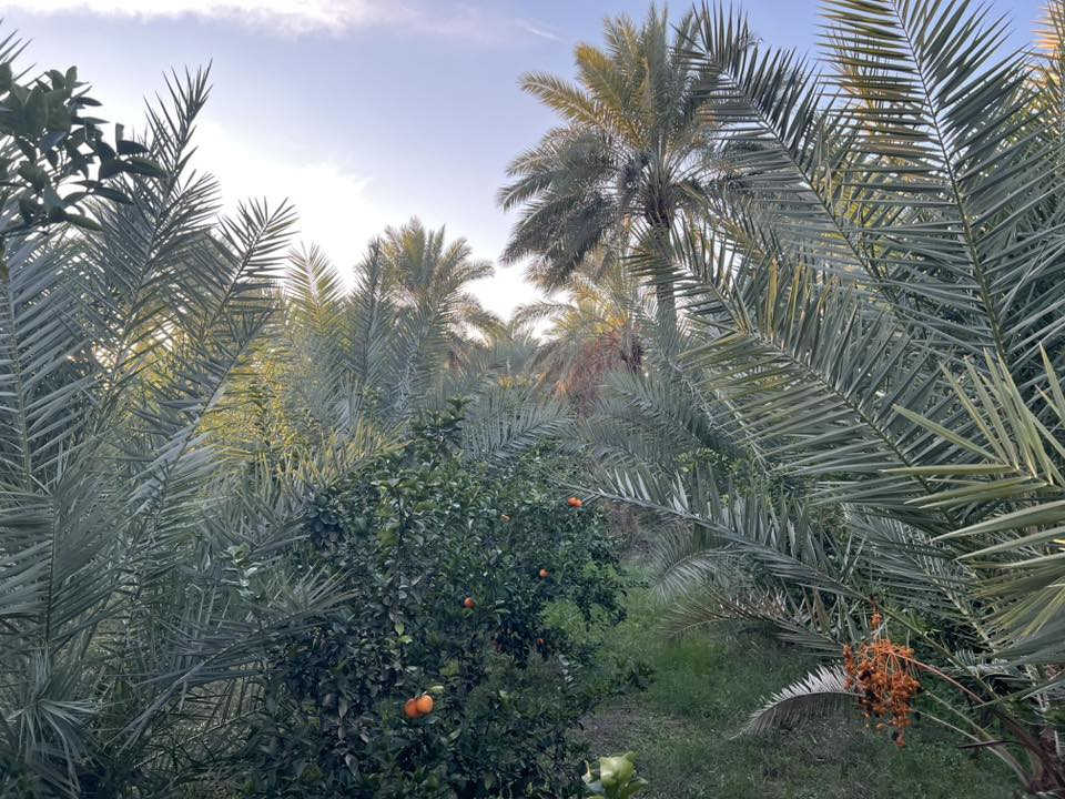 يعلن مكتب اليقين   دوانم للبيع  رقم الاعلان(254)

جنس العقار /سند ٢٥ طابو زراعي تحويل بأسم المشتري✅

الموقع /بغداد -الراشدية- بالقرب من البحيره✅

تتوفر بيهه ماء وكهرباء وتصلح مشروع أستثماري✅

للأستفسار الاتصال بالرقم التالي ‭0774 414 2769‬✅
