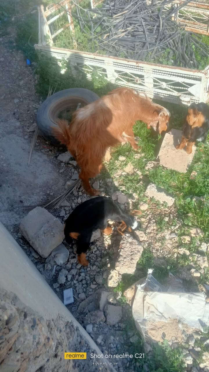 للبيع عنز وراها توم فحل ونثية للاستفسار الاتصال على ***********
