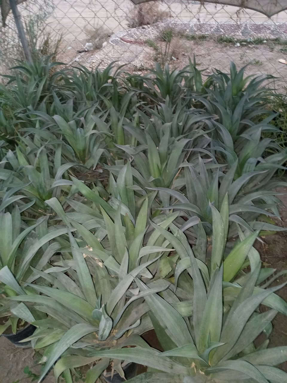 اللهم صلي على محمد وال محمد يوجد لدينا حمضيات بأنواعهه ونفضيات والجوري الصلطاني بأنواعه واحجامه والتين وزيتون والضليات يعني شتريد موجود وبأسعار تنافسيه يعني بسعر الجمله ماعليك غير تزورنه وراح تلكه كلشي الي تحتاجه والي يعجبك وبسعر الجمله وعندنه توصيل هم عنوانه مسيب حي المعلمين الاولى قرب سكت القطار ***********
