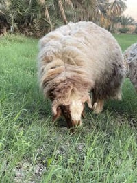 فحل • للبيع • حله