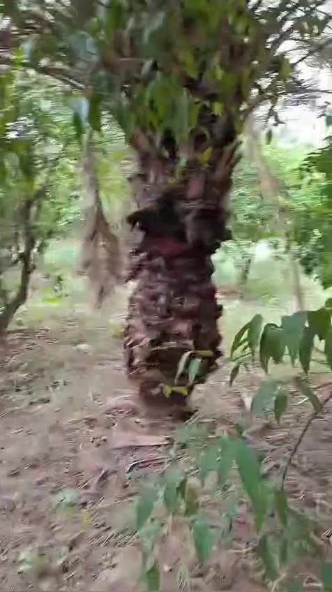 السلام عليكم قطعه ارض  للبيع مشجره ومفوله كلش حلوه أشجار حماله حمضيات ونخيل 900م واجه 34 م بنزال  خدمات كلش قريبه بصفهه تبليط كهرباء ماء والمكان سكن مسيجه وكامله   سند 25مكاتبه إقرار محكمه
المكان الدوره البوعيثه قرب مدرسه الاحرار 
للاستفسار الاتصال على الرقم التالي 
☎️ ***********
السلام عليكم قطعه ارض  للبيع مشجره ومفوله كلش حلوه أشجار حماله حمضيات ونخيل 900م واجه 34 م بنزال  خدمات كلش قريبه بصفهه تبليط كهرباء ماء والمكان سكن مسيجه وكامله   سند 25مكاتبه إقرار محكمه
