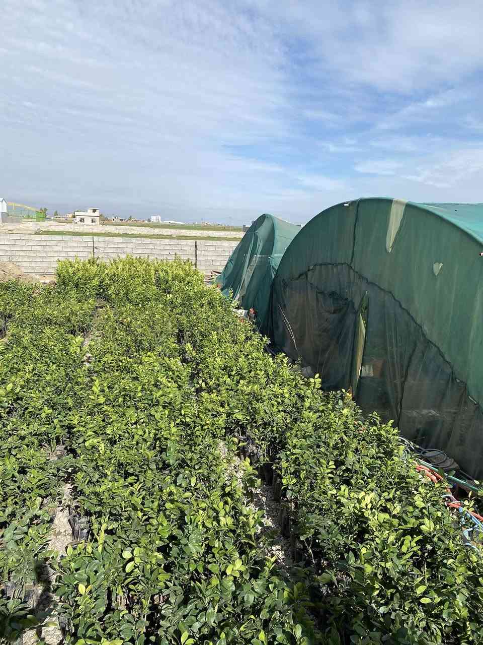 مشتل زيد للتواصل ***********
گازولينا (اثل)شجر زينه جميل جداً 1500
اكاسيا كصريه اخر وجبه تبقى 2500
حمضيات حجم صغير 2000
حمضيات حجم كبير 3000
