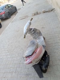 منغولي • بدون نقص • بابل مسيب