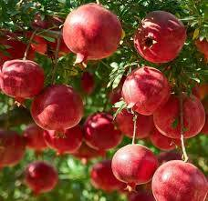 رمان أمريكي ونترفيل 
سعر الشتلة ٢.٠٠٠ دينار


**إذا كنت صاحب هذا الإعلان وتريد حذفه لأي سبب، رجاءا أرسل رسالة إلى الدعم الفني**