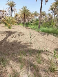 ١ دونم • كربلاء الحسينيه • ام ماشهه