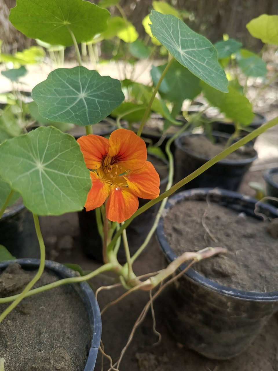 زهور ابو خنجر 
متوفر شتلاته للحجز والطلب يرجى المراسلة 
توصيل فقط المسيب __كربلاء __حله__بغداد


**إذا كنت صاحب هذا الإعلان وتريد حذفه لأي سبب، رجاءا أرسل رسالة إلى الدعم الفني**