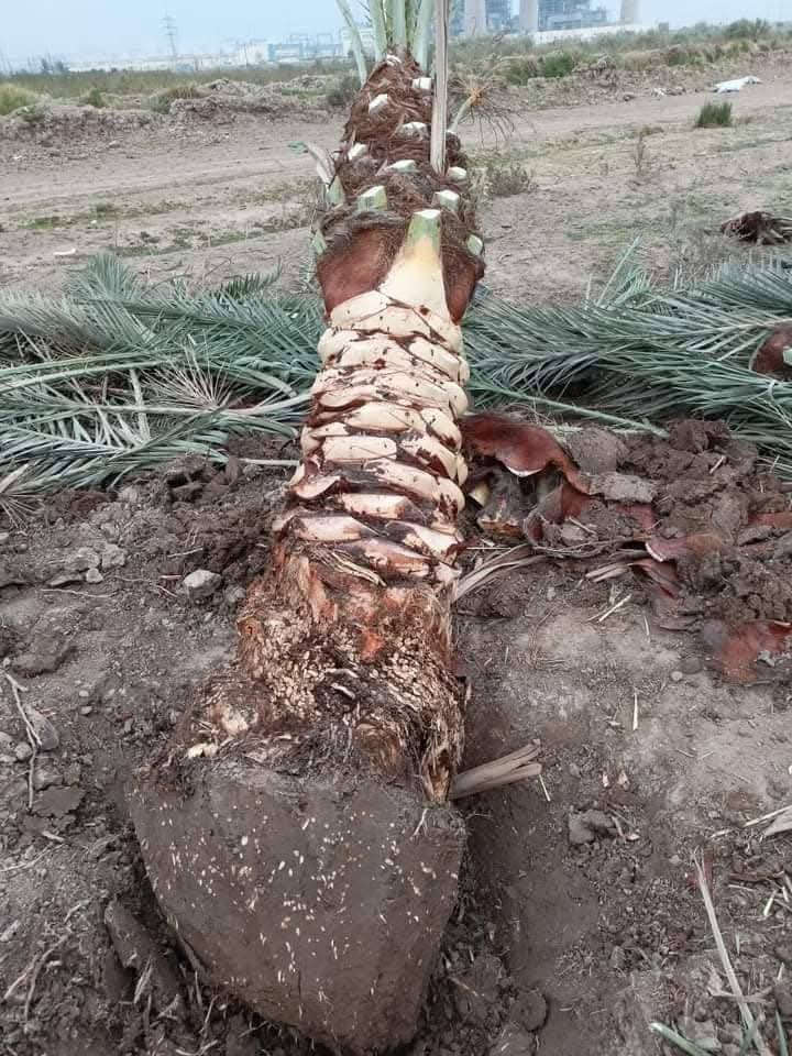 السلام عليكم يوجد لدينا كافة انواع النخيل البرحي المكتوم كنطار صلطاني تبرزن اصبع العروس اشويثي احمر خضراوي مندلي وكافة انواع ويوجد توصيل الى جميع المحافظات  الاستفسار الاتصال على الرقم (***********)
