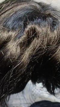 بوستيجة • شرط فحص