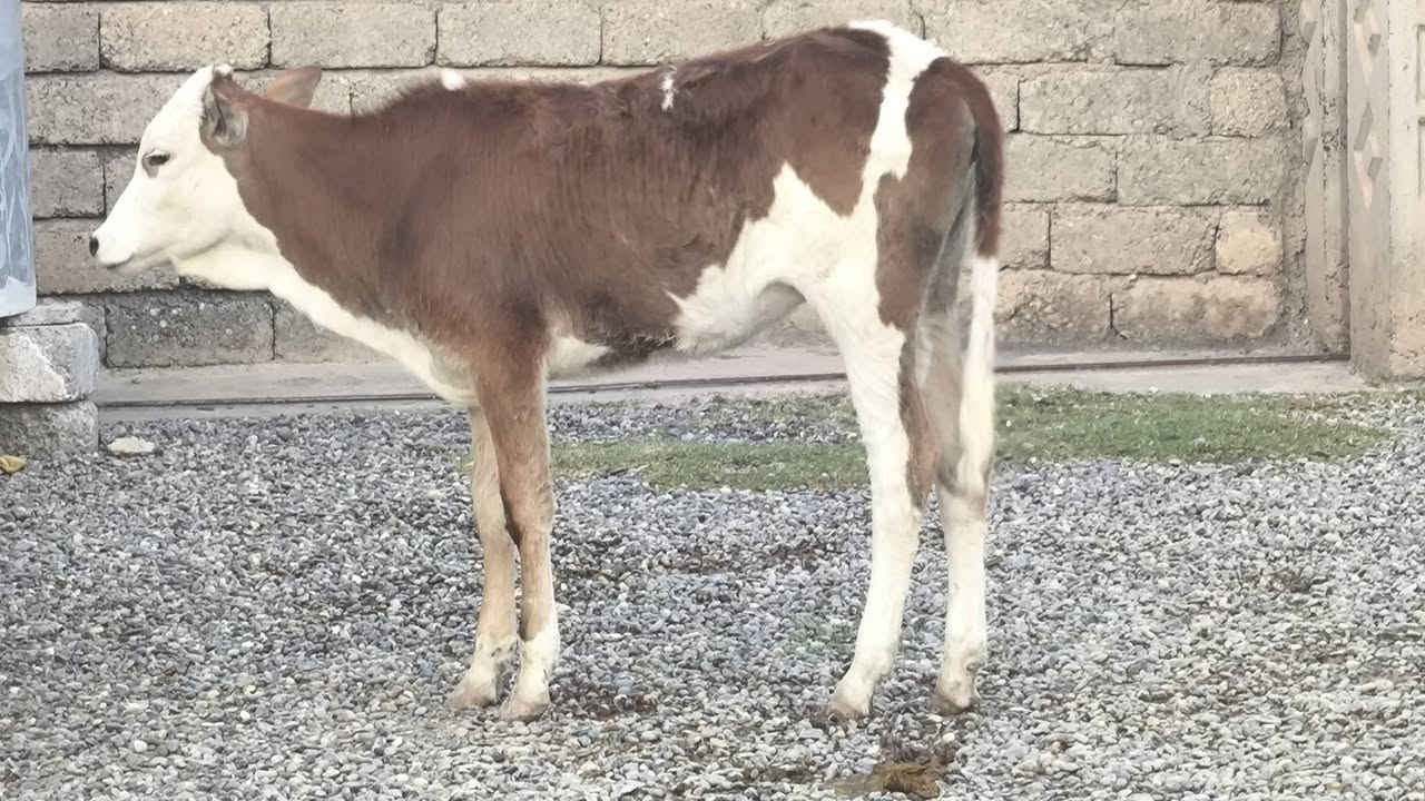 السلام عليكم
اخوان يوجد حوليات عدد 2 فول ومكفول جنس فول 
وين جنايه حلال درجه اولى شرط النصاحه 
 اسعار مناسبه العنوان صلاح الدين الشرقاط قريه شكراً 
رقم  #***********بي_واتساب شراي يتصل ويتدلل
