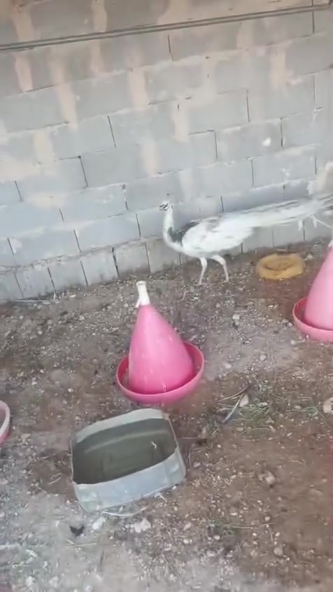 سلام عليكم طاوس لبيع ماعرفه ذكر من نثيه رقم الهاتف ***********
