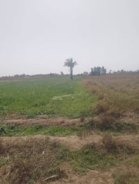 ٣٥ دونم • عقد زراعي مجدد • كهرباء وماء