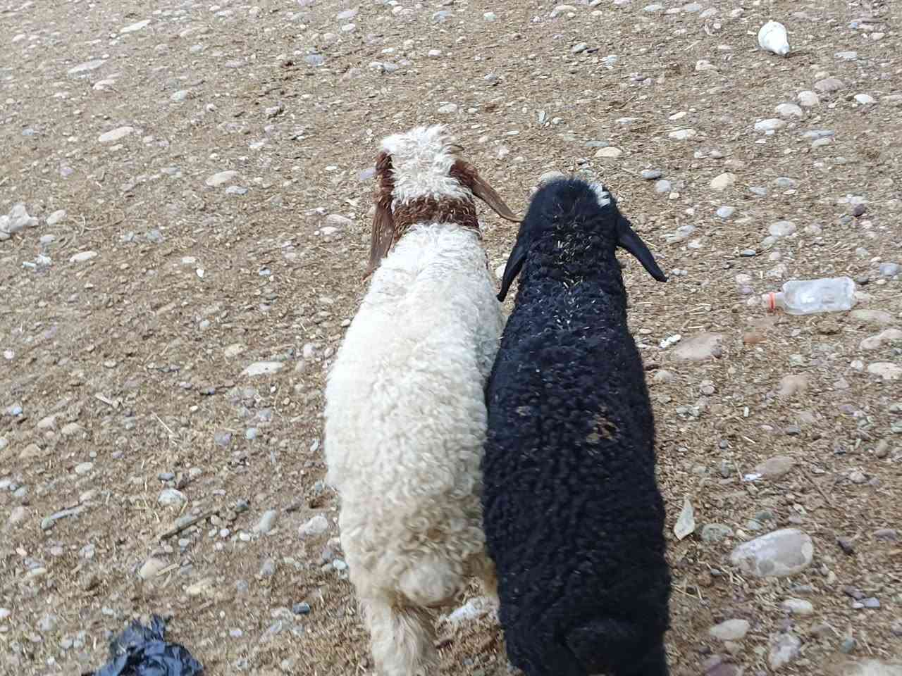 يوجد طلي وفطيمه مالات جنيه فول سعر 275 الف بلاشش🔥قوازي المكان بيجي حي العصري رقم الهاتف ‏‪***********‬‏
