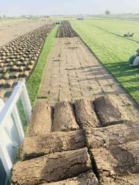 🌱✨ تخفيضات لفترة محدودة ✨🌱  وفرنا لكم ثيل طبيعي (هندي – إيطالي – فرنسي...