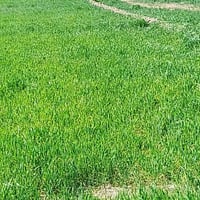 أرض • ذي قار قضاء النصر • ٤٠دونم