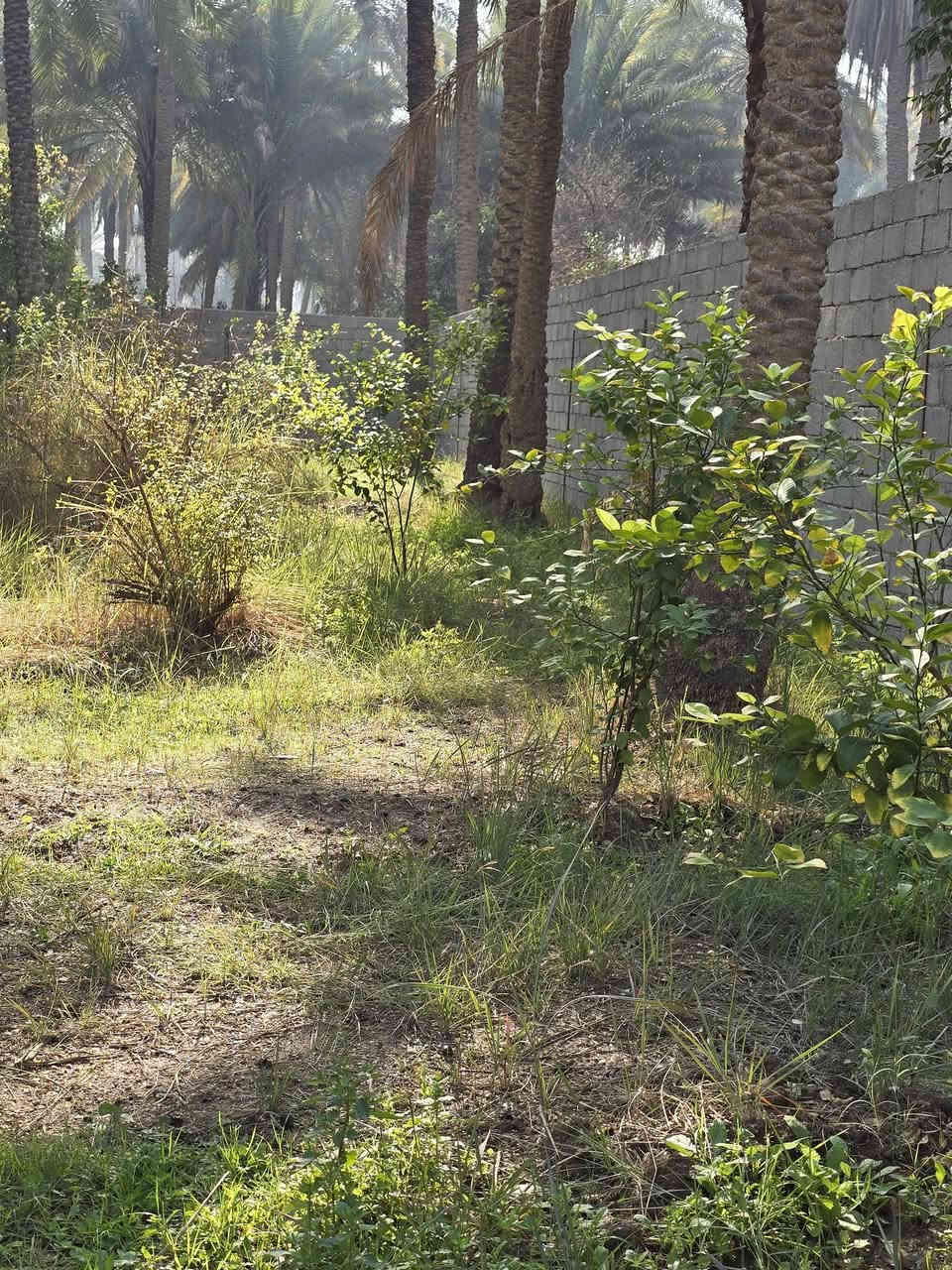 800م في كربلاء مقابل جامعه الوارث خدمات فول منطقه فول عتبليط مباشر
سلام عليكم اخوان قطعه مساحه 800م في كربلاء طريق بغداد مقابل جامعه الوارث كامل خدمات مسيجه بلكامل وجه تبليط مباشر ماء سقي ماء اساله كهرباء سحب كله فول سند 25قرار محكمه سع ر 185وبيها مجال الشراي بيه خير ويدلل ***********ابو ادم
