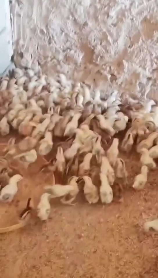 افراخ كويتي خط اول 
الامهات عل خاص 
العمر 15
الزوج 5 قفل 
كمل علاجات 
العنوان بغداد المشاهده 
وتساب ‏‪***********‬‏
