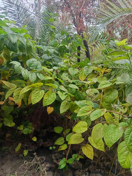 تكي ألماني الاحجام متر ونص ولغاية 3 متر السعر جمله مفرد 5000 العنوان كربلاء قضاء الحسينيه منطقة الابراهيميه جميع الاشجار مزروعه داخل سندان يوجد توصيل للكميات ***********
