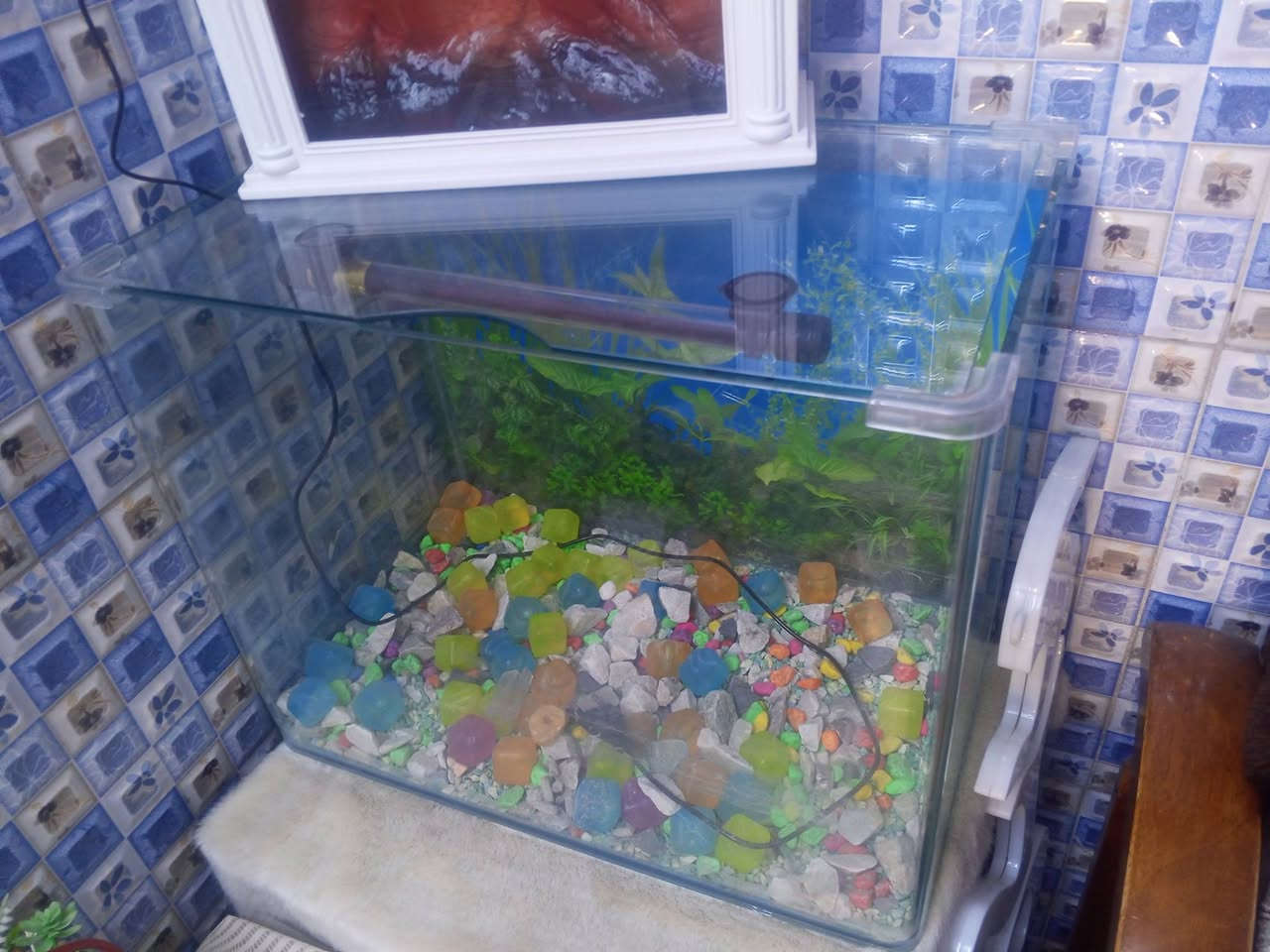 حوض سمك كامل من كلشي سعره 25 الف مكاني بل الحبيبيه رقم الموبايل ***********
