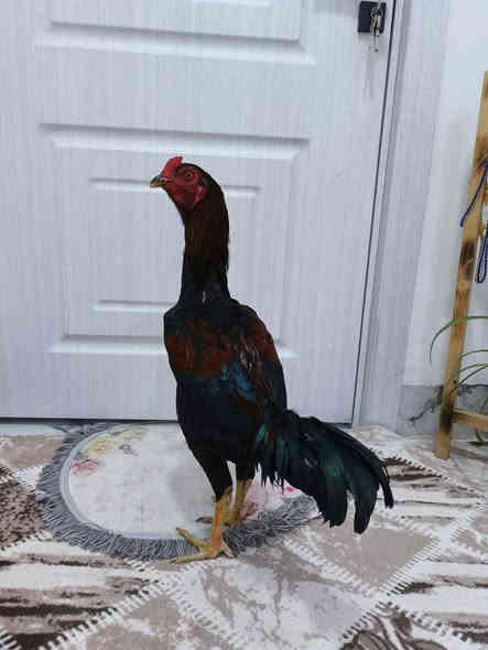 متاح مخلف عمره 7 اشهر خشن صحه خير من الله تخريجه موجود خاص مخرجه اول مره موجود خاص سعره 65 مكان كركوك  أسرى مفقودين ***********
