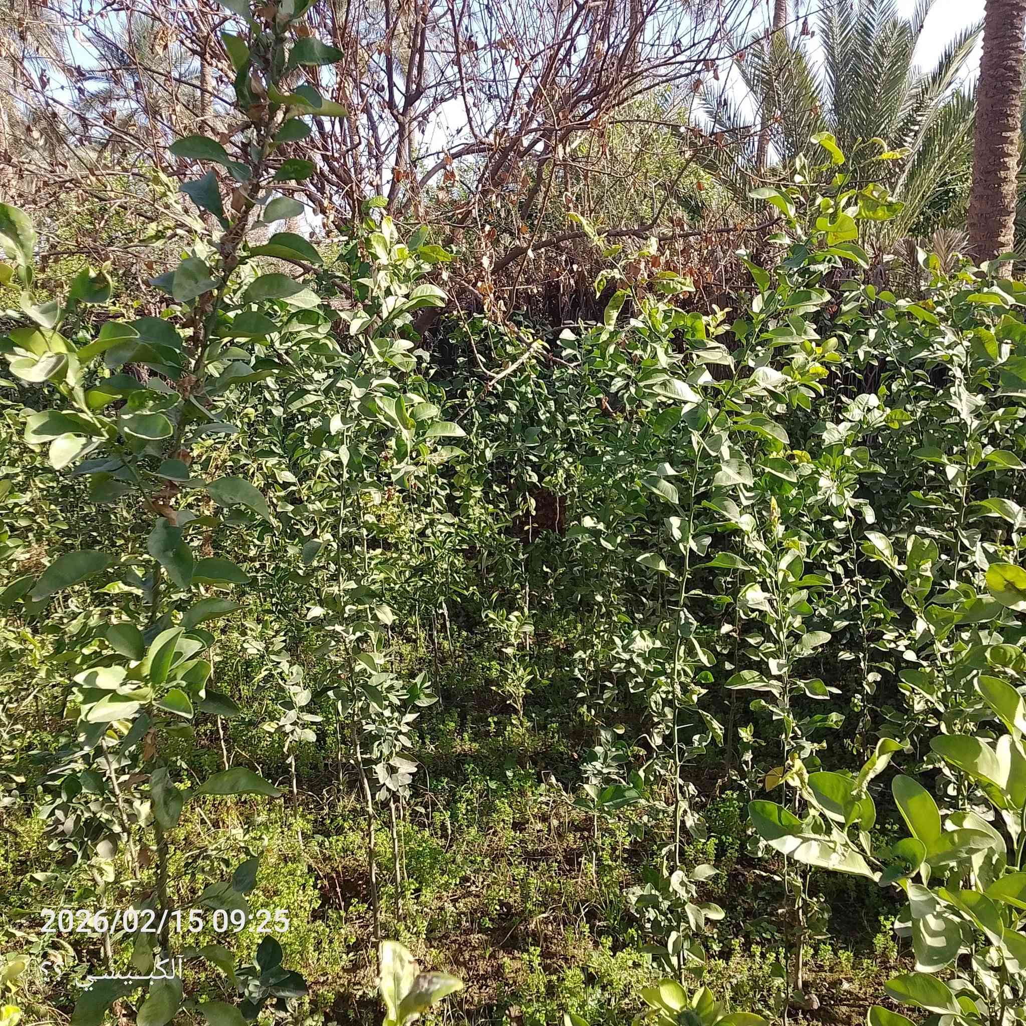 السلام عليكم
رارنج➕برتقال➕ليمون➕لالنكي اجنبي➕
،
سعر رارنج🍊كل زوج #ب5.وبي مجال..وكل5شتلات. #ب10.

برتقال➕ليمون➕لالنكي اجنبي
#سعر الشتله،ب5
المكان البغدادي السنجك


**إذا كنت صاحب هذا الإعلان وتريد حذفه لأي سبب، رجاءا أرسل رسالة إلى الدعم الفني**