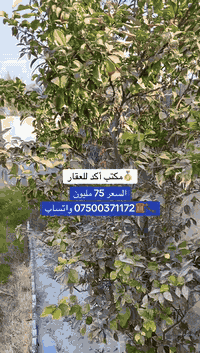 الصقلاوية • ٨٠٠م • بيت