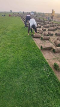 اهلاوسهلا متابعينه الاعزاء ثيل  هندي طبيعي �. سعر المترالمربع (2500)دي...