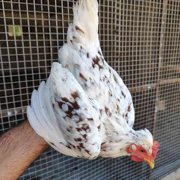 سلام عليكم متاح سيت بورسلان ديج وثنين دجاجات 
+ زوج دجاجات مهات ركيبة سود 
مكاني العمارة ماجدية توصيل موجود حسب التفاق  ***********
