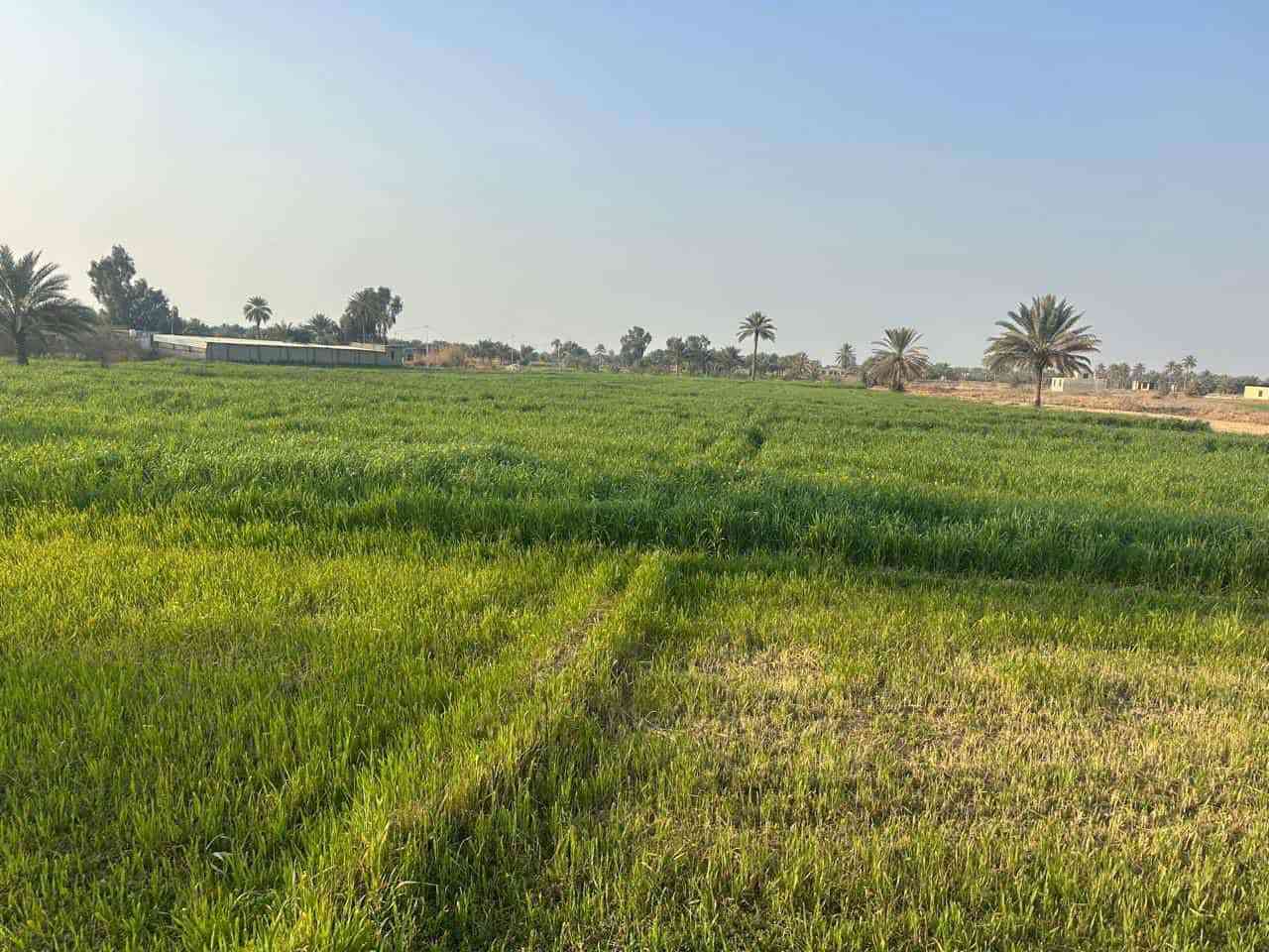 سلام عليكم 24دونم ملك صرف بسم شخص واحد تحويل مباشر بستان عباره عن مزرعه من بحيرات اسماك ونخيل وزرع وبيت ستراحه شي خبل بل عافيه عل ياخذه تنباع شلع سعر دونم 72وبي مجال بابل طريق القاسم الستفسار مراسلت الصفحه ونتصال ***********
