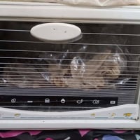 طباخ تركي • كولدن • مستعمل شهر