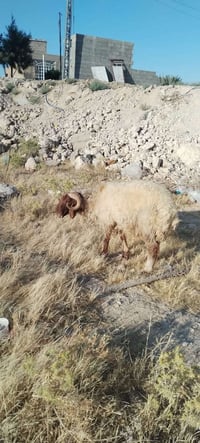 جبش • خروف • للبيع • لحم • ثني • جبش للبيع • خروف للبيع