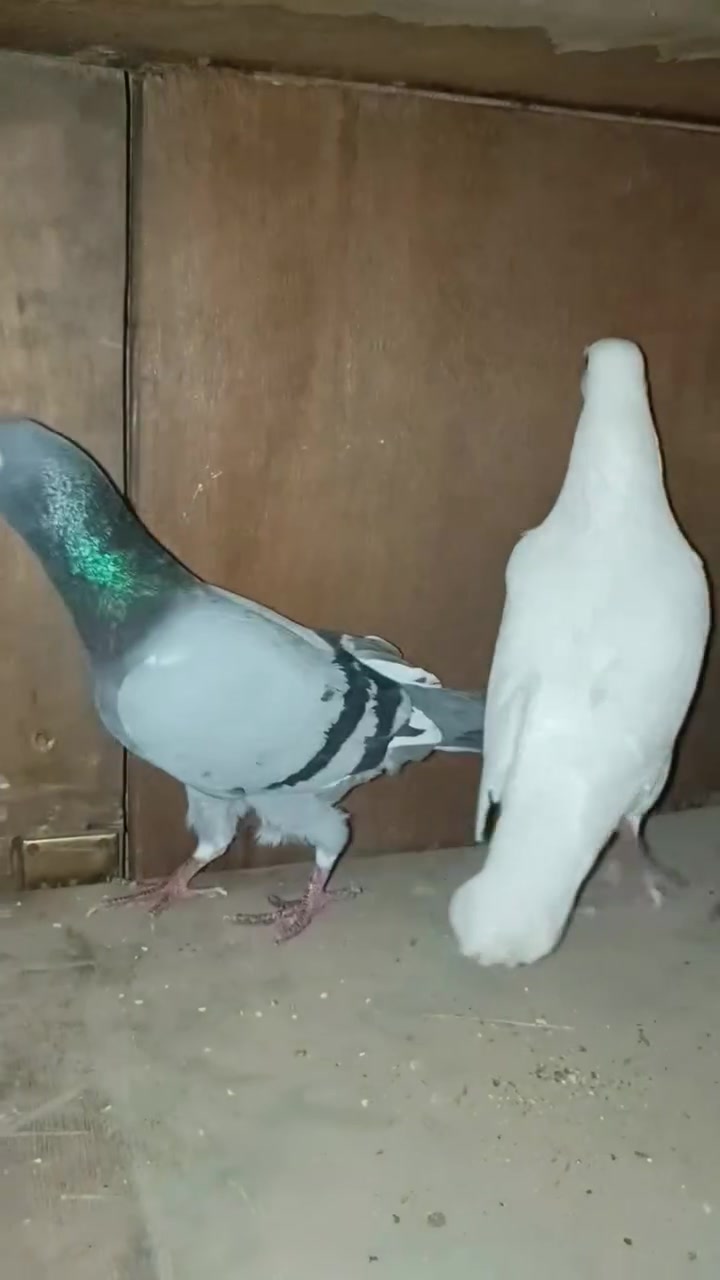 متاح
بيض  طيره وفحل 

 وتك فحل بطويرني مريش

عنوان بغداد حي النصر

سعر الكل20


**إذا كنت صاحب هذا الإعلان وتريد حذفه لأي سبب، رجاءا أرسل رسالة إلى الدعم الفني**
