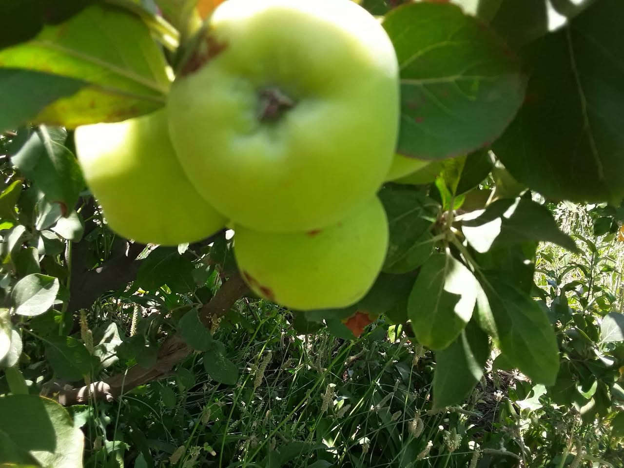 بسم الله الرحمن الرحيم
مشتل الحاج أبو أمجد 
لبيع كافه انواع الشتلات النفضيه 
    العنوان
بغداد/المحموديه /منطقه شيشبار 
هـ/***********/
***********
***********
1/مشمش هرفي خشن ارتفاع( ٣م )السعر ٢٥٠٠ 
٢/مشمش حجي فاضل خشن ارتفاع (٣م) السعر ٢٥٠٠
٣/مشمش تركي أبو زنجيل خشن ارتفاع(٣م) السعر ٢٥٠٠
٤/آلو دموي ارتفاع(٣م) السعر ٢٥٠٠
٥/آلو رقم ١ ارتفاع (٣م) السعر ٢٥٠٠
٦ /تفاح عجمي ارتفاع(٢م) السعر ٣٥٠٠
٧/تفاح ابراهيمي خشن السعر ٣٠٠٠
٨/عرموط صيفي ارتفاع (٣م) السعر ٢٥٠٠
٩ /خوخ خشن السعر ٢٥٠٠

*ملاحظه/لأسعار بدون تغليف يضاف لها ٥٠٠ دينار أجور تغليف مع وجود خدمه توصيل *
