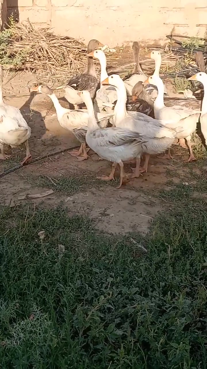 غازات للبيع العدد 14
سعر الزوج ب 45
المكان قرية النمرود 
‏‪***********‬‏
***********
