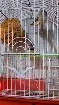 زوج فناجس سوبر جامبو