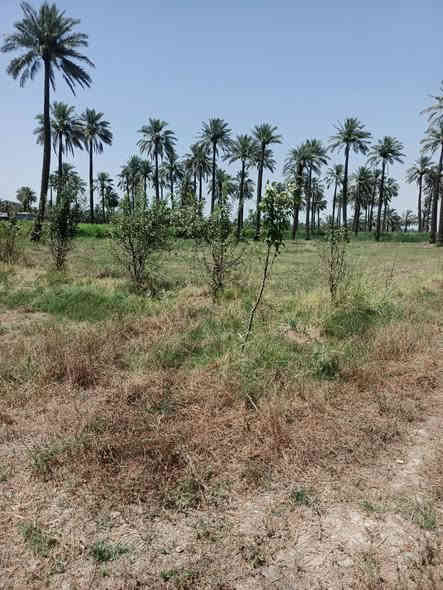 يا الله سلام عليكم نص دونم البيع طابو سند ٢٥ تحويل مباشر بسمك
الوجهة ٢٥ نزال ٥٠ 
العنوان المدائن منطقة جعاره قريب ع سده جدا
الاستفسار اتصال برقم ***********
