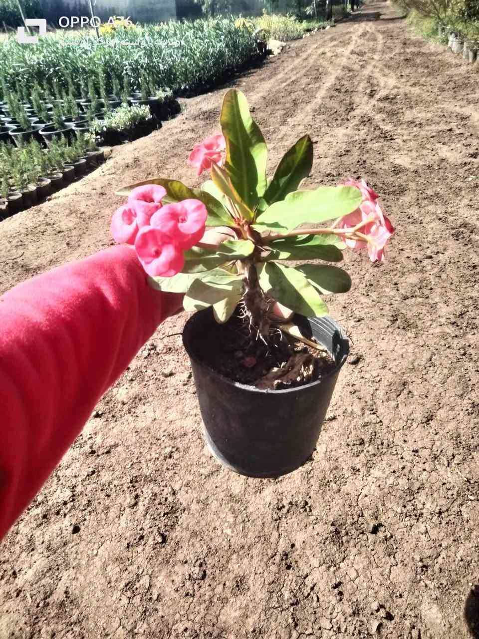 اوفربيا سوداني في قصاري 16 ارتفاع 20 سم زرع خشن سعر مناسب للتواصل 01010253908


**إذا كنت صاحب هذا الإعلان وتريد حذفه لأي سبب، رجاءا أرسل رسالة إلى الدعم الفني**