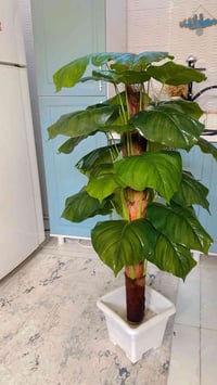 ٢٥ • ديكور • حديقة