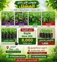 بابل • جيبلة • واتساب