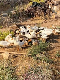 بط • بط للبيع • بط عراقي • بط بلدي • بط سمان • بط منزلي • بط ابيض للبي...