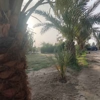 بابل الشوملي • ٧ دونم • بيت ٣ غرف