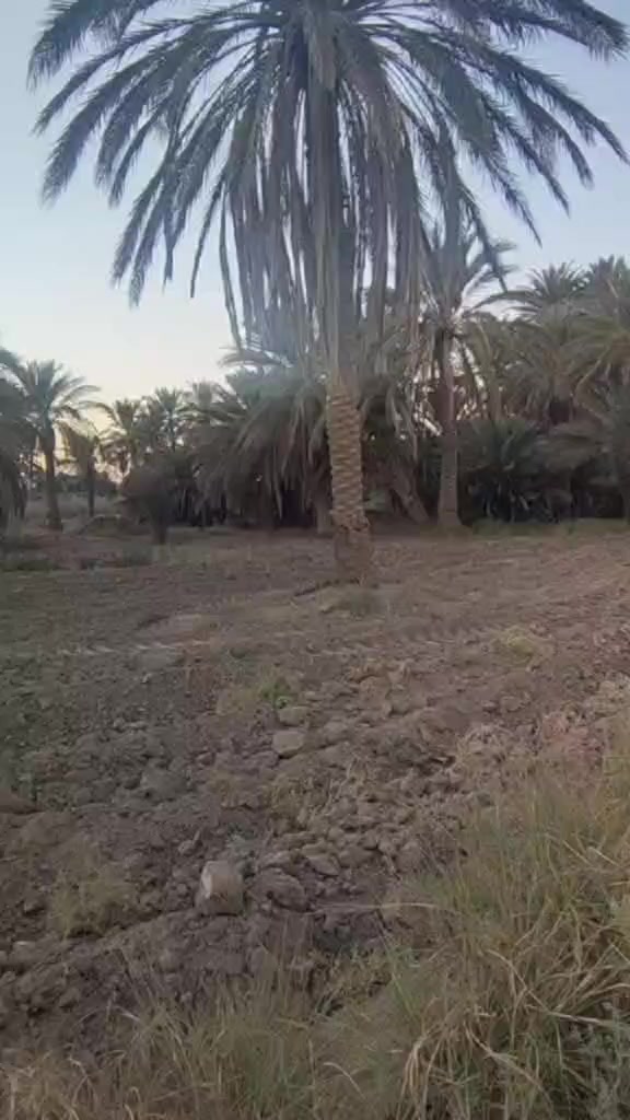 كهرباء تلث خطوط وميزانيه
كاع خمسه دونم وبيت بيه غرفتين وصال ومطبخ صيحيات اربعه متوفر بي كهرباء وماي اساله ميزانيه كاع بيه 40نخله و رمان 18نبكايه وتين وعنب وتكيه 18مشمشه بيه ماي برينه وماي اساله و كهرباء رقم ***********عنوان منطقة عزيز الله جاي من عزيز الله بكلوين يم مدرسه الزيات خمسه دونم وبيت بيه غرفتين وصاله ومطبخ صيحيات اربعه متوفر بي كهرباء وماي اساله ميزانيه كاع بيه 40نخله و رمان 18نبكايه وتين وعنب وتكيه 18مشمشه بيه ماي برينه وماي اساله و كهرباء رقم ***********عنوان منطقة عزيز الله جاي من عزيز الله بكلوين يم مدرسه الزيات
