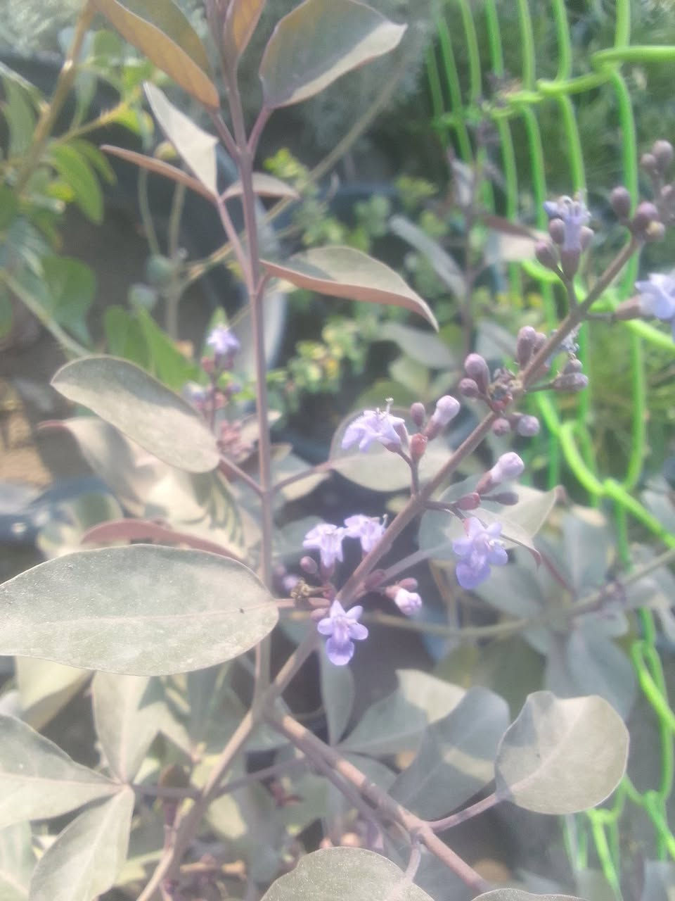 كف مريم كل 3شتلات ب5
للطلب***********واتساب
التوصيل داخل بغداد فقط
