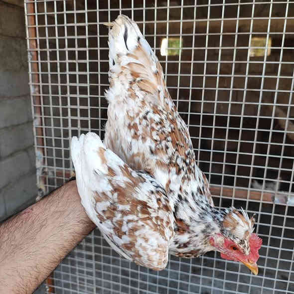 سلام عليكم متاح سيت بورسلان ديج وثنين دجاجات 
+ زوج دجاجات مهات ركيبة سود 
مكاني العمارة ماجدية توصيل موجود حسب التفاق  ***********
