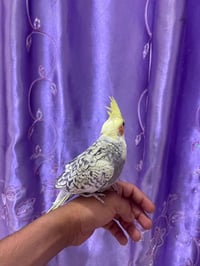 كوكتيل • ملقح • ٦ شهور